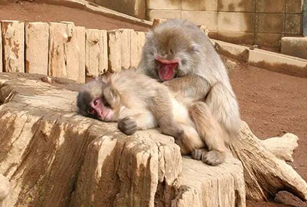 高尾山さる園・野草園