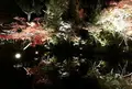 高台寺の写真_103283