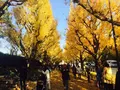 明治神宮外苑いちょう並木の写真_104517
