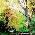 根津神社の写真_105109