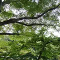 円覚寺の写真_110464