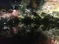 高台寺の写真_111125