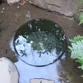 明治神宮の写真_113155