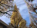 明治神宮外苑いちょう並木の写真_115216