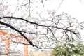 平安神宮の写真_115225