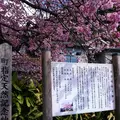 河津桜の原木の写真_116561