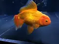 すみだ水族館の写真_121765
