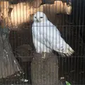 上野動物園の写真_121890