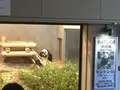 上野動物園の写真_121891