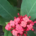 八丈植物公園の写真_122660