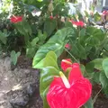 八丈植物公園の写真_122917