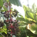 八丈植物公園の写真_122918