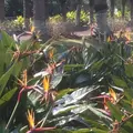 八丈植物公園の写真_122921