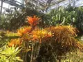 八丈植物公園の写真_122922