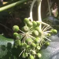 八丈植物公園の写真_124029