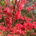 八丈植物公園の写真_124030
