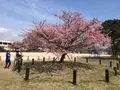 向島小学校の写真_124592