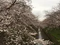 黒川の桜の写真_126084