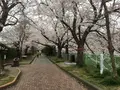 黒川の桜の写真_126085