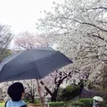 港の見える丘公園の写真_126613
