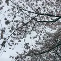 港の見える丘公園の写真_126615
