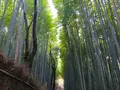 嵯峨野 竹林の道の写真_126770