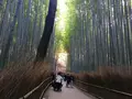 嵯峨野 竹林の道の写真_126771