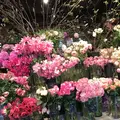 青山フラワーマーケット ティーハウス 南青山本店 （Aoyama Flower Market TEA HOUSE）の写真_127423
