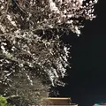 浅草寺の写真_127573
