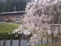 畑のしだれ桜の写真_128176