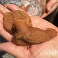 浅草寺の写真_129552