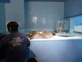 下田海中水族館の写真_130415