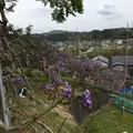 長正司公園 大藤棚の写真_130883