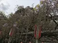 長正司公園 大藤棚の写真_130885
