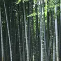高台寺の写真_131274