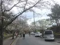 伊豆高原桜並木の写真_131413