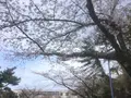 伊豆高原桜並木の写真_131414