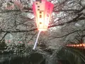 目黒川の桜並木の写真_131463
