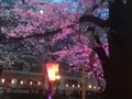 目黒川の桜並木の写真_131464