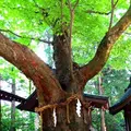 穂高神社の写真_131561