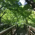 明月院（あじさい寺）の写真_132539