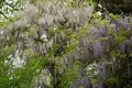 萬葉植物園の写真_132671