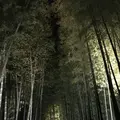 高台寺の写真_132959