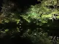 高台寺の写真_132963