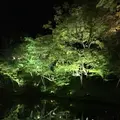 高台寺の写真_132965