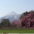 観音寺川の桜の写真_135322