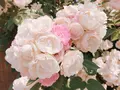 山下公園の写真_138321