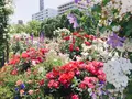 山下公園の写真_138322