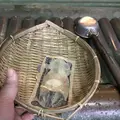 銭洗弁財天 宇賀福神社の写真_139471