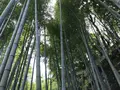 明月院（あじさい寺）の写真_140251